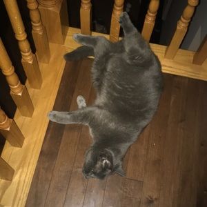 Meet your Posher, Sophie